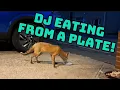 Download Lagu JJ has another limp! 😢 DJ did well tonight 🦊❤️ #fox #wildlife #cute #fyp #viralvideo #cubs