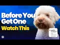 Is the Lagotto Romagnolo the Right Dog for You