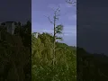 Download Lagu Kafe deket gunung Bromo lokasi Wonokitri seperti Ngopi diatas Awan ☕