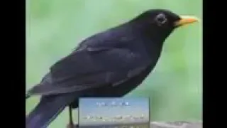 افضل صوت شحرور للصيد مجرب ومضمون  افضل صوت شحرور للصيد مجرب ومضمون