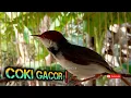 Download Lagu Prenjak coki gacor ngalun!