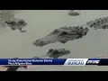 It s our behavior Study suggests alligator bites might be our fault