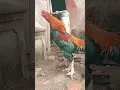 Download Lagu suara kokok ayam bangkok x birma (birkok)