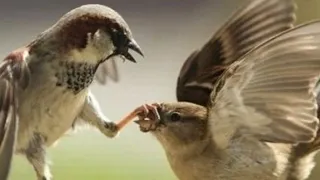 masteran gereja tarung nyeret panjang