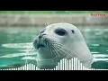 Download Lagu seal sound|animal sounds|#animalsounds|seal ringtone|animal sounds ringtones|mobile tones|Red Foxx