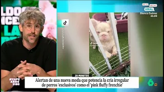 Víctor Algra, crítico con la última moda en mascotas: los bulldog franceses a la carta - Zapeando