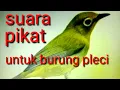 Download Lagu Suara pikat burung pleci,di alam liar