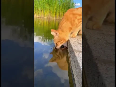 karma cat 🐱 clever fishing trick at the pond #karma #fishing #shorts