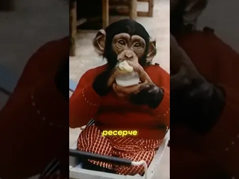 Как обезьяна чуть не стала человеком