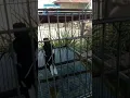 Download Lagu Burung Kacer mabung dimandiakan ,, ini penting untuk pemula !!!