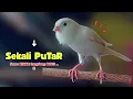 Download Lagu Suara KENARI GACOR !! Suara PANCINGAN KENARI PAUD Belajar BUNYI Ngeriwik | MASTERAN Kenari PAUD #503