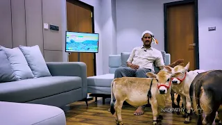 Nadipathy Goshala - Nadipathy Village Hyderabad | A Home to 3000+ Shortest Breed Cows