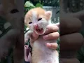 Download Lagu Suara kucing minta tolong