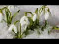 Download Lagu Сергей Грищук – НОВАЯ ВЕСНА // Sergey Grishchuk - NEW SPRING // Эту музыку можно слушать вечно
