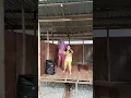 Download Lagu 29-1-25 Lagu viral teman makan teman avolia nyanyi di rumah panggung #shorts