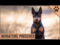 Miniature Pinscher Dog Breed Information