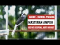 Download Lagu Ampuh Banget! Kenari Gacor Cuit Panjang Bikin Paud Emosi dan Ikutan Ngerol