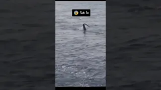 كشف سر من أسرار مثلث برمودا 