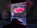 Download Lagu wow beautiful Red Arowana fish