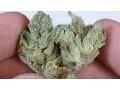 Ghost OG - Strain Review