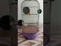 Download Lagu Mantenan Kecil Rasa Burung Cililin😍