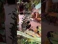 Download Lagu Menikmati Kopi Klasik di Sudhaus Co, Hidden Gem Kota Malang