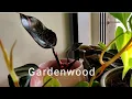 Download Lagu Morning Plantchores #pinkprincess #philodendron#plant#rareplants #houseplant#repottingandreplanting