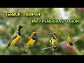 Download Lagu SUARA PIKAT AMPUH UNTUK MEMIKAT SOGON YANG SERING DIPIKAT.