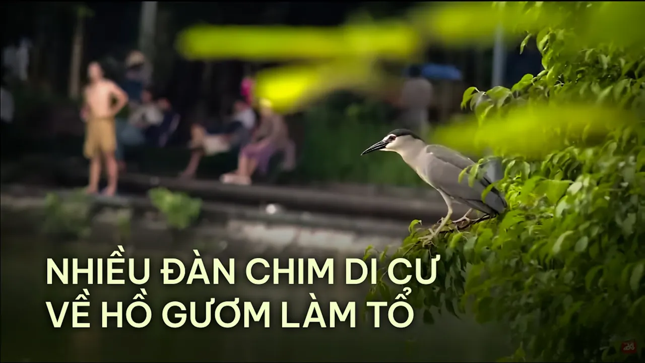 Outline Video Nhiều đàn chim di cư về Hồ Gươm làm tổ | VTV24
