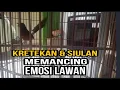 Download Lagu KRETEKAN \u0026 SIULAN MURAI BATU FASTOL..MENDONGKRAK EMOSI MURAI BATU BAHAN