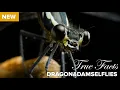 True Facts Killer Carnivorous Dragonflies