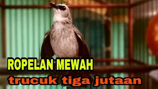 Download Ropelan Mewah Trucuk harga 3 jutaan cocok untuk masteran dan pancingan MP3