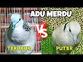 Download Lagu DUET VERSI LOKAL‼️Suara burung tekukur vs puter perpaduan suara indahnya sangat menawan