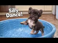 Lagu Tiny Blind Puppy Does His Silly Poo Poo Dance in the Kiddie Pool 😂🐶💦