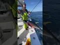 Download Lagu A CRAZY Yellowfin Tuna Gaff Shot You've NEVER Seen Before!