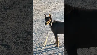 #fyp #dream #youtube #doberman #pets