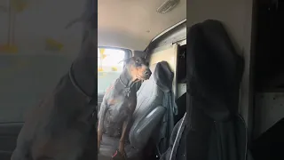#Fyp #dream #doberman #pets