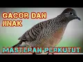 Lagu Perkutut Lokal Gacor @MangoenDjoyoChannel