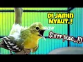 Download Lagu Sirtu gacor terbukti ampuh untuk memancing emosi dan birahi lawan