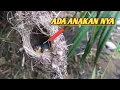 Download Lagu CARA MENCARI SARANG BURUNG SOGON / SOGOK ONTONG DI ALAM LIAR UNTUK PEMULA