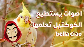 نغمة                اصوات يستطيع  الكوكتيل تعلمها    دندنها