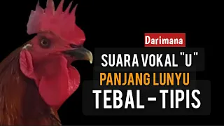 Download SUARA AYAM PELUNG VOKAL U PANJANG TEBAL TIPIS MULAI DOC  |KAJIAN ILMIAH JARANG DIBAHAS MP3