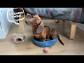 What s it s like coming home to a mini dachshund puppy