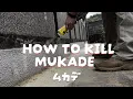 Download Lagu Mukade Season in Japan: How I Protect My Countryside Home