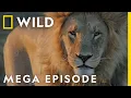 Download Lagu Savage Kingdom Season 4 MEGA EPISODE Compilation | Nat Geo Wild