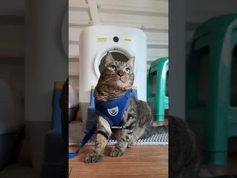 Drama Woyii kenapa dia di kandang🤣 #winterfamily #kucinglucu #kucing #shorts