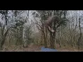 Alexandra Hamilton-Ayres | Dancing Trees