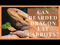 Can Bearded Dragons Eat Carrots Can Bearded Dragon Have Carrots