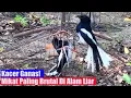 Download Lagu Kacer Ganas! Mikat Paling Brutal Di Alam Liar