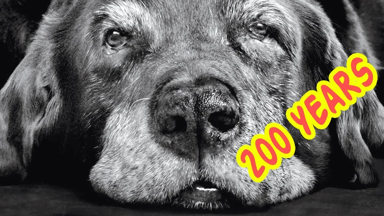 The OLDEST DOGS In The World